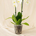 Double Stem White Orchid In Nursery Pot