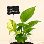 Birthday Theme Money Plant