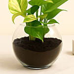 Birthday Theme Money Plant