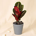 Calathea Plant In Grey Pot
