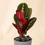 Calathea Plant In Grey Pot