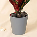 Calathea Plant In Grey Pot
