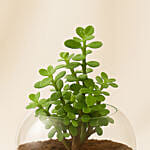 Jade Plant In Round Vase