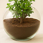 Jade Plant In Round Vase