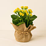 Jute Wrapped Yellow Kalanchoe Plant