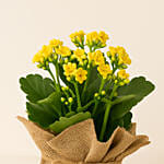 Jute Wrapped Yellow Kalanchoe Plant