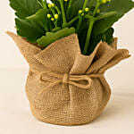 Jute Wrapped Yellow Kalanchoe Plant