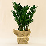 Jute Wrapped Zamia Potted Plant
