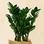 Jute Wrapped Zamia Potted Plant