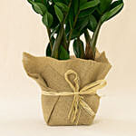 Jute Wrapped Zamia Potted Plant