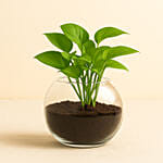 Leafy Money Plant Round Vase