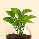 Leafy Money Plant Round Vase