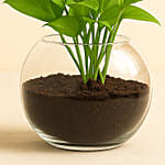 Leafy Money Plant Round Vase