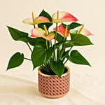 Flowering Anthurium Plant In White Round Pot