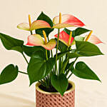 Flowering Anthurium Plant In White Round Pot