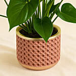Flowering Anthurium Plant In White Round Pot