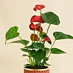 Red Anthurium In Ceramic Pot