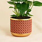 Red Anthurium In Ceramic Pot