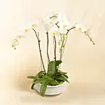 4 Stem white Orchids in Premium Pot