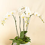 4 Stem white Orchids in Premium Pot