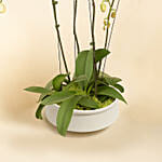 4 Stem white Orchids in Premium Pot