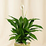 Attractive Peace Lily Plant