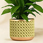 Attractive Peace Lily Plant