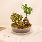 House Warming Plants in Glass Dish