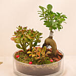 House Warming Plants in Glass Dish