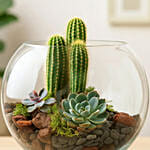 Lovely Echeveria & Cactus In Fish Bowl