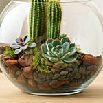 Lovely Echeveria & Cactus In Fish Bowl