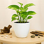Money Plant in Deisgner Pot