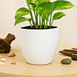 Money Plant in Deisgner Pot