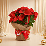 Poinsettia Plant in Natural Jute