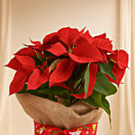 Poinsettia Plant in Natural Jute