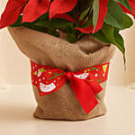 Poinsettia Plant in Natural Jute