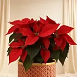 Poinsettia Plant In Wooden Vase