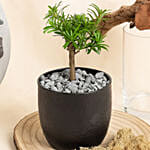 Bonsai Buddhist Pine Plant