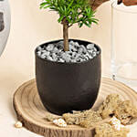 Bonsai Buddhist Pine Plant