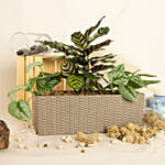 Delightful Greens Garden