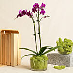 Dual Stem Purple Orchid Plant in a Glass Dish