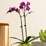 Dual Stem Purple Orchid Plant in a Glass Dish