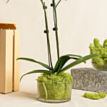 Dual Stem Purple Orchid Plant in a Glass Dish