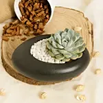 Echeveria Beauty in a Dish