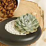 Echeveria Beauty in a Dish
