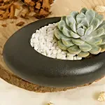 Echeveria Beauty in a Dish