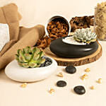 Echeveria Plants Duo