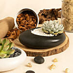 Echeveria Plants Duo