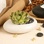 Echeveria Plants Duo