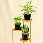 Low Maintenace Plant Decor Stand
